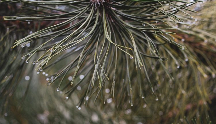 Close up image of a pine tree with water drops on leaves