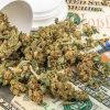 Cannabis buds spilled from a white jar onto hundred dollar bills