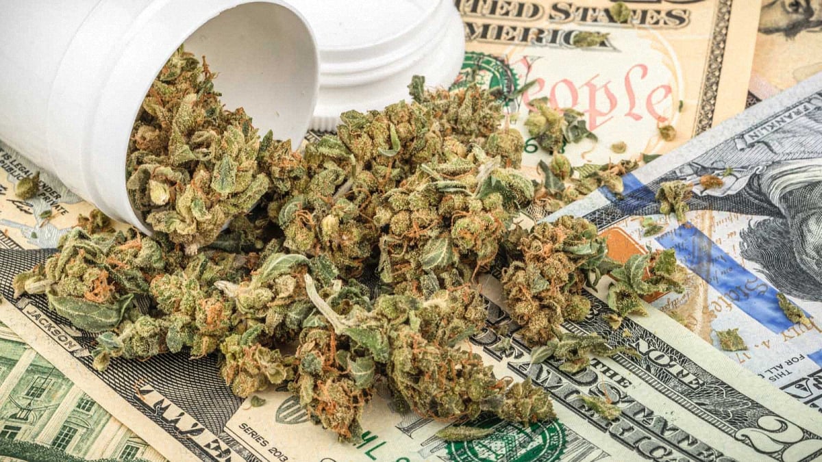 Cannabis buds spilled from a white jar onto hundred dollar bills