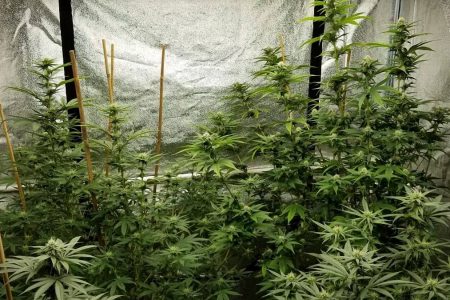 4x4 Grow Tent 21 Top 10 Indoor Tents For Growing Cannabis