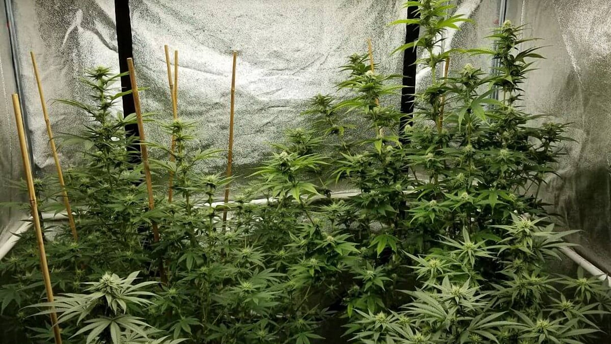 A four by four inches cannabis grow tent with cannabis plants inside