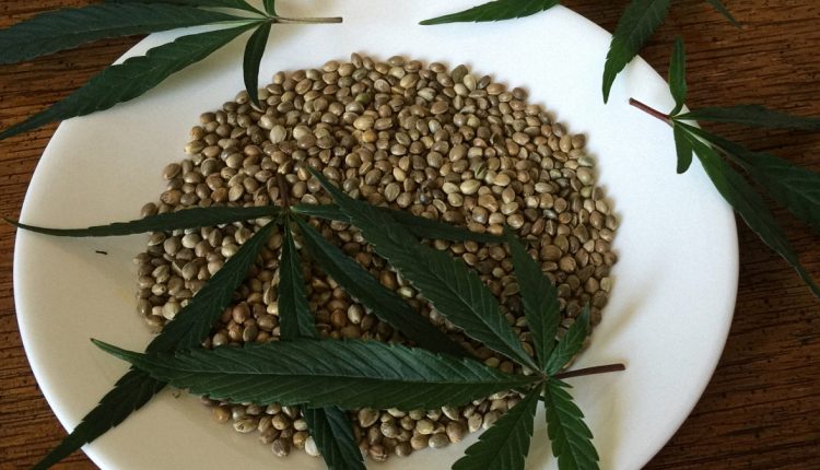 A white bowl with autoflowering seeds and cannabis leaves on top