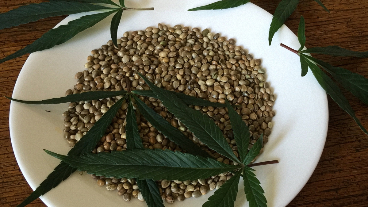 A white bowl with autoflowering seeds and cannabis leaves on top