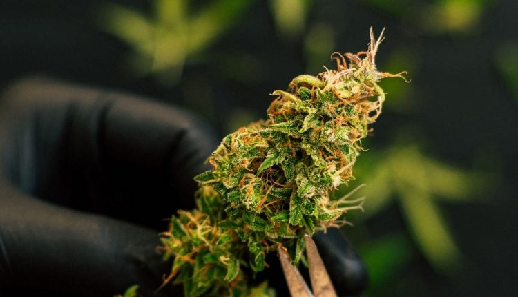 Close up image of a person trimming a marijuana bud