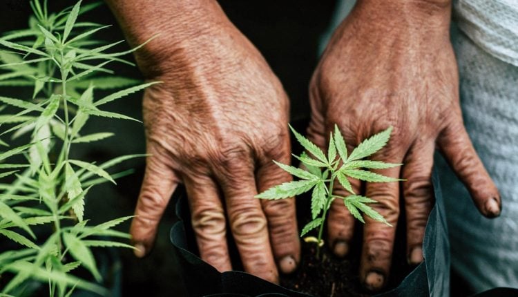 Person growing marijuana plants on soil