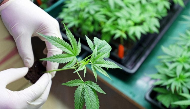 A person holding a cannabis leaf on their hand inside a cannabis farm