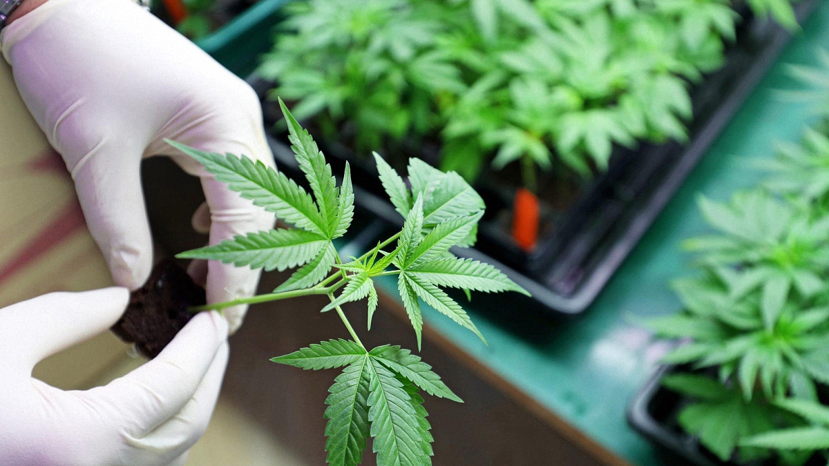 A person holding a cannabis leaf on their hand inside a cannabis farm