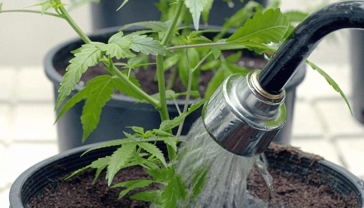 Close up image of watering cannabis plants