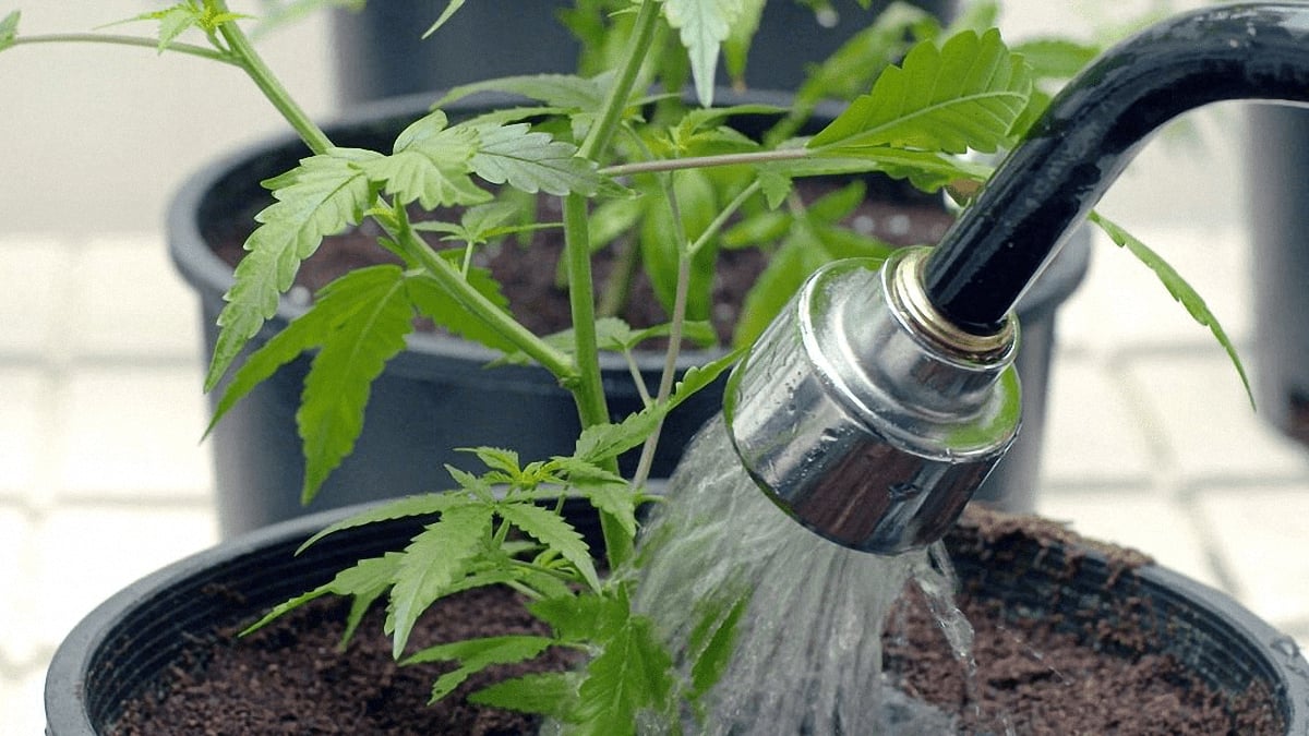 Close up image of watering cannabis plants