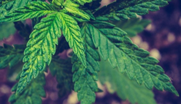 Close up image of marijuana plant leaves and soil in the background