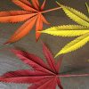 Image of three cananbis leaves red yellow and orange on a wooden surface