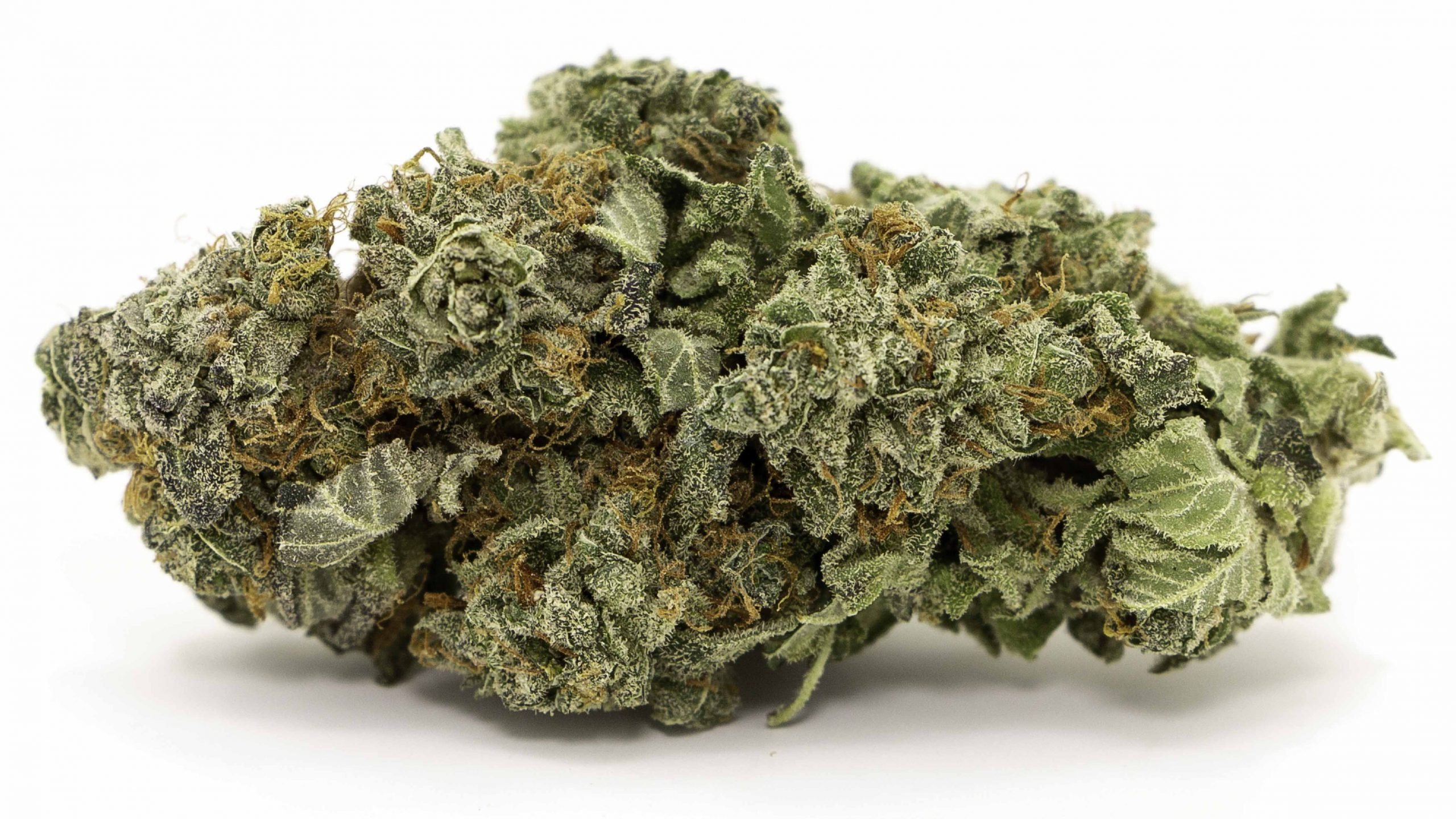 Bruce banner kush in white background