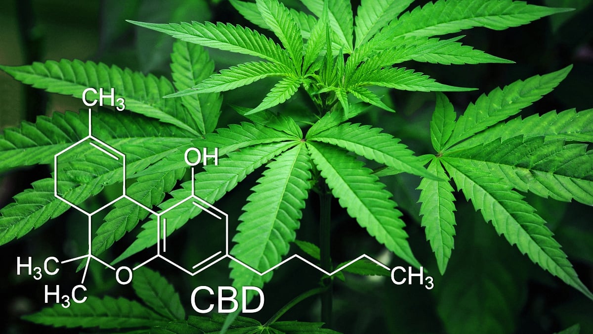 Hemp leaves with cbd chemistry symbol in a black background