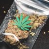 Cannabis buds inside a plastic bag