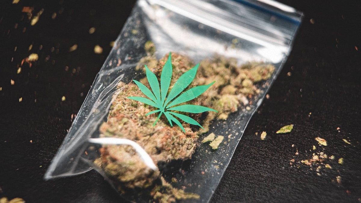 Cannabis buds inside a plastic bag