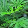 Image of cannabis plants grown outside