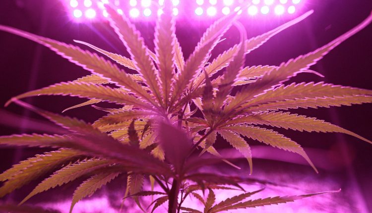 Close up photo of cannabis with purple light in the background