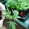 Person wearing white gloves checking a cannabis plant in an indoor weed farm background