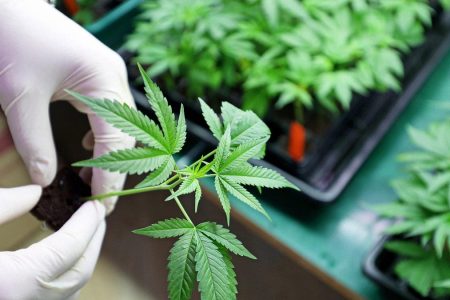 Growing Marijuana Indoors: A Step by Step Guide for Beginners