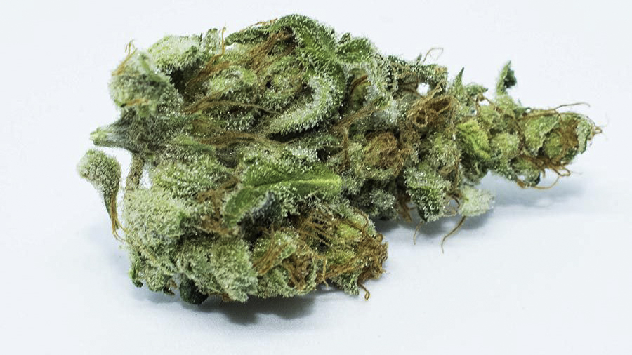 Close up image of a LA-Confidential bud in white background