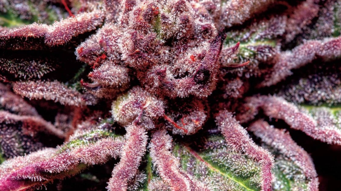 Close up image of Purple kush cannabis plant