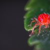 Close up image of a spider mite on cannabis plant