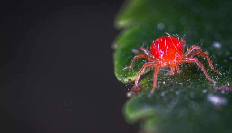 Close up image of a spider mite on cannabis plant