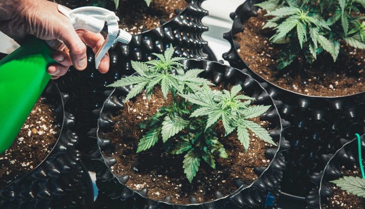 A person spraying water onto multiple marijuana grow boxes