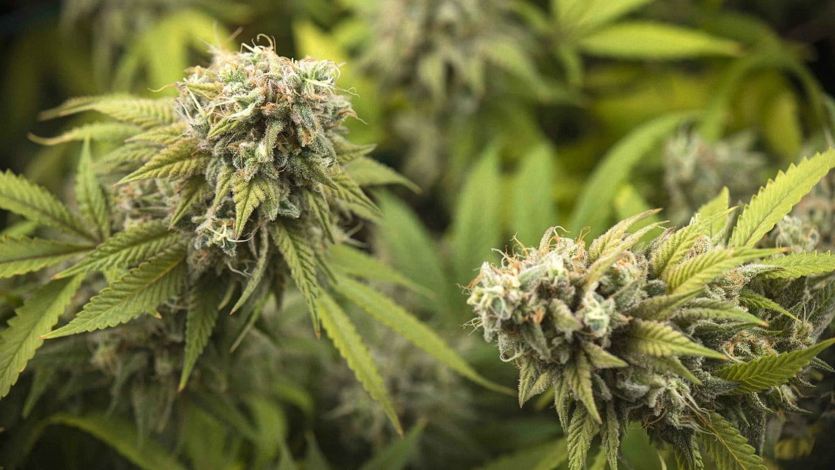 Sour diesel cannabis plant with flowers and buds