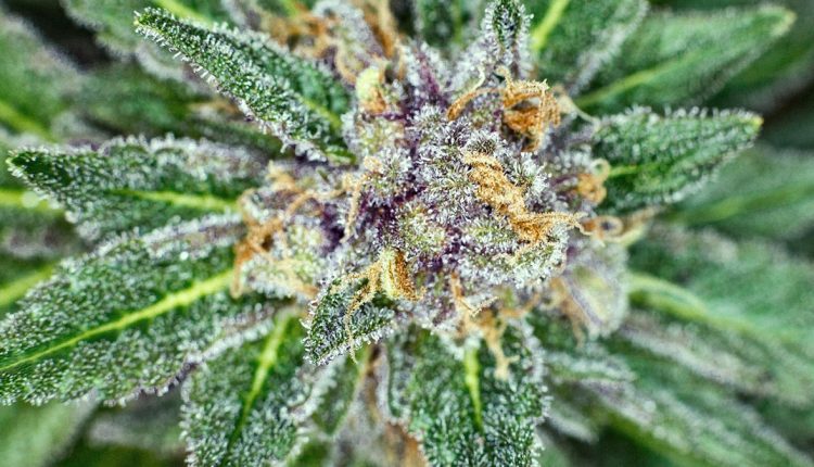 Close up image of a linalool marijuana strain with purple buds and green leaves