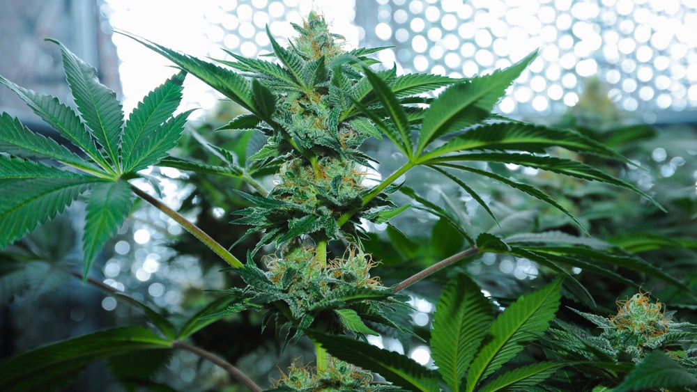 amnesia haze cannabis plant in an indoor garden