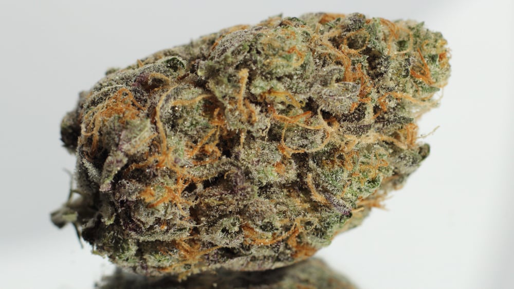 Close up image of a banana kush bud