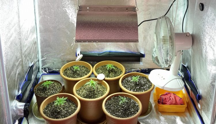 Inside a cannabis indoor grow tent with five cannabis plants a fan and hydropolic system