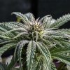 Image of indica cannabis plant in a black background