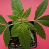 Image of cannabis plant on a pot in a pink background