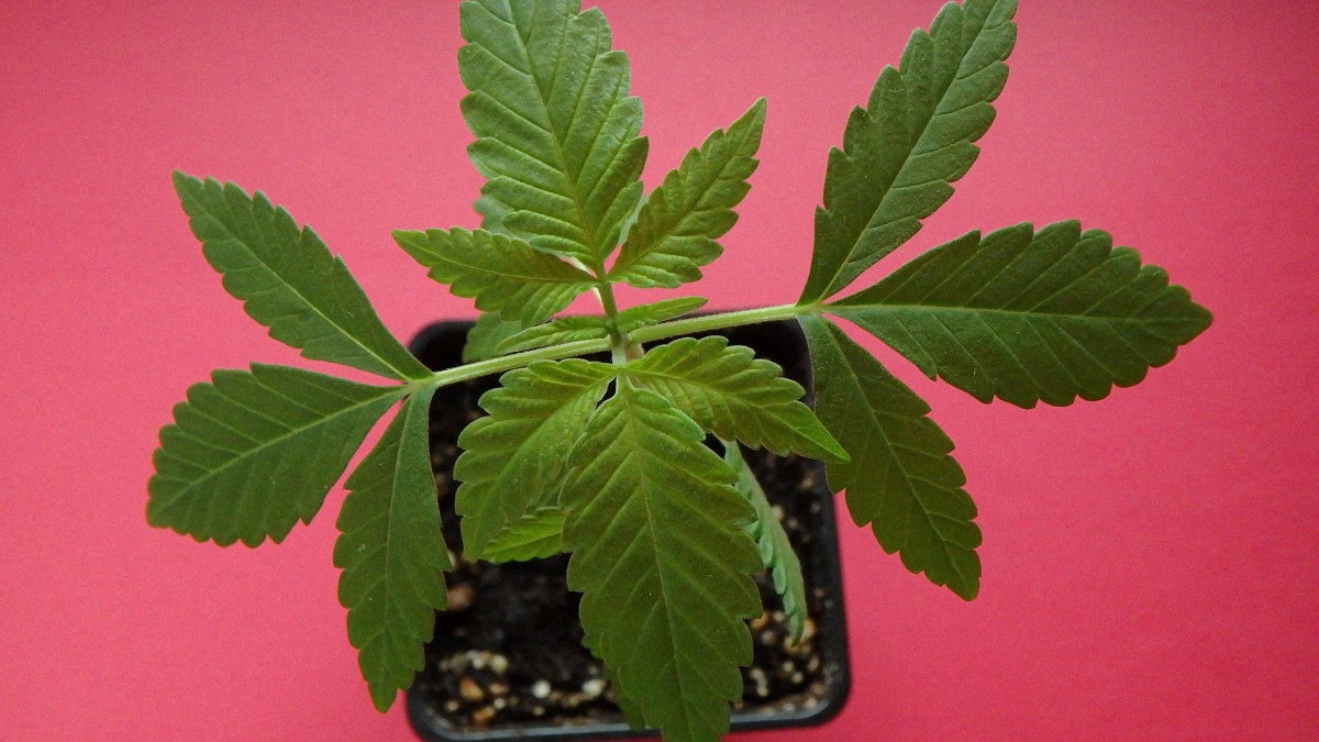 Image of cannabis plant on a pot in a pink background