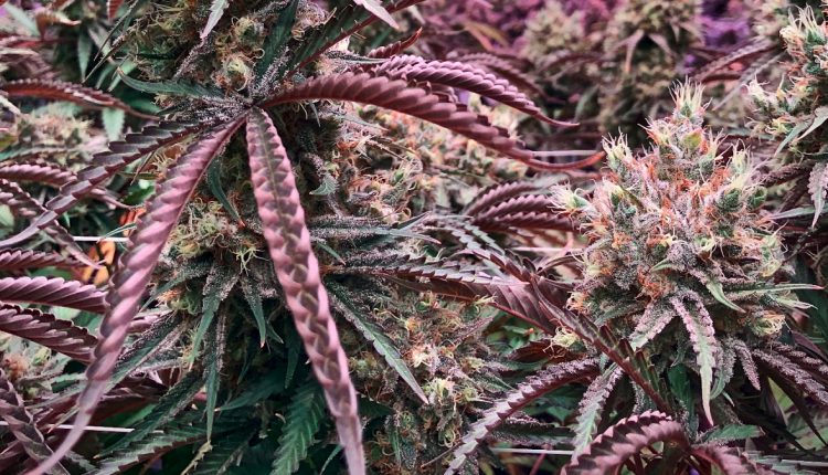 Image of purple cannabis plants with leaves buds and flowers