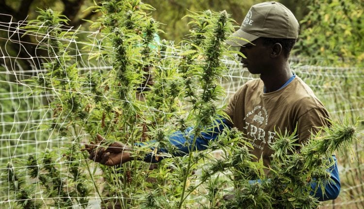Man harvesting cannabis in a weed forest