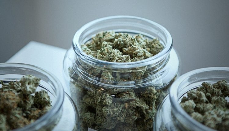 Three glass jar full of cannabis buds on a white table and grey background