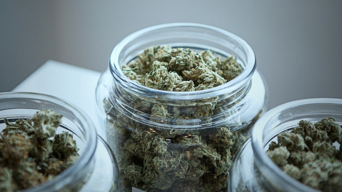 Three glass jar full of cannabis buds on a white table and grey background