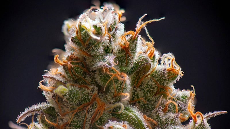 Sativa strain buds in a black background