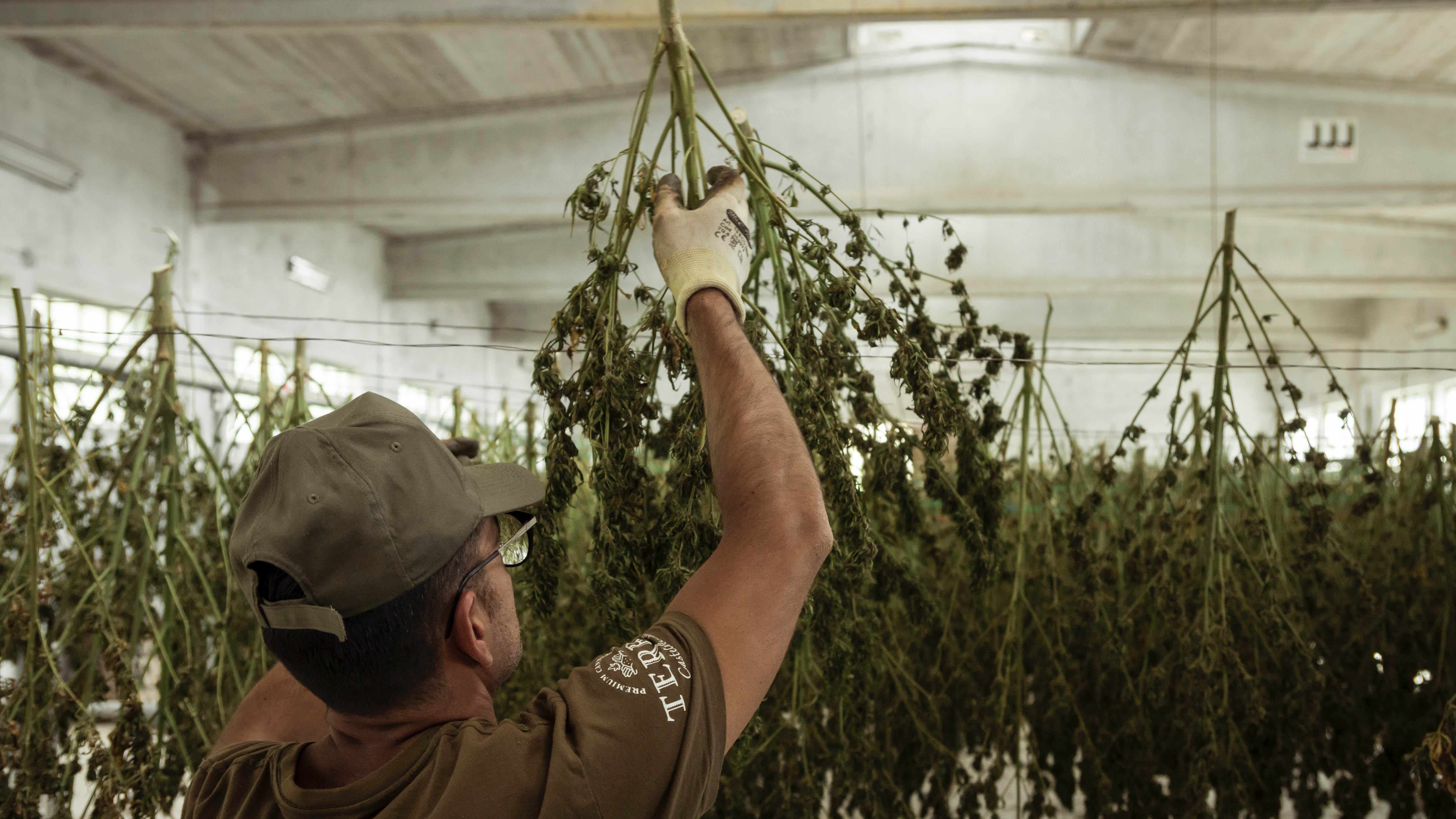 a man harvesting marijuana buds from a cannabis farm