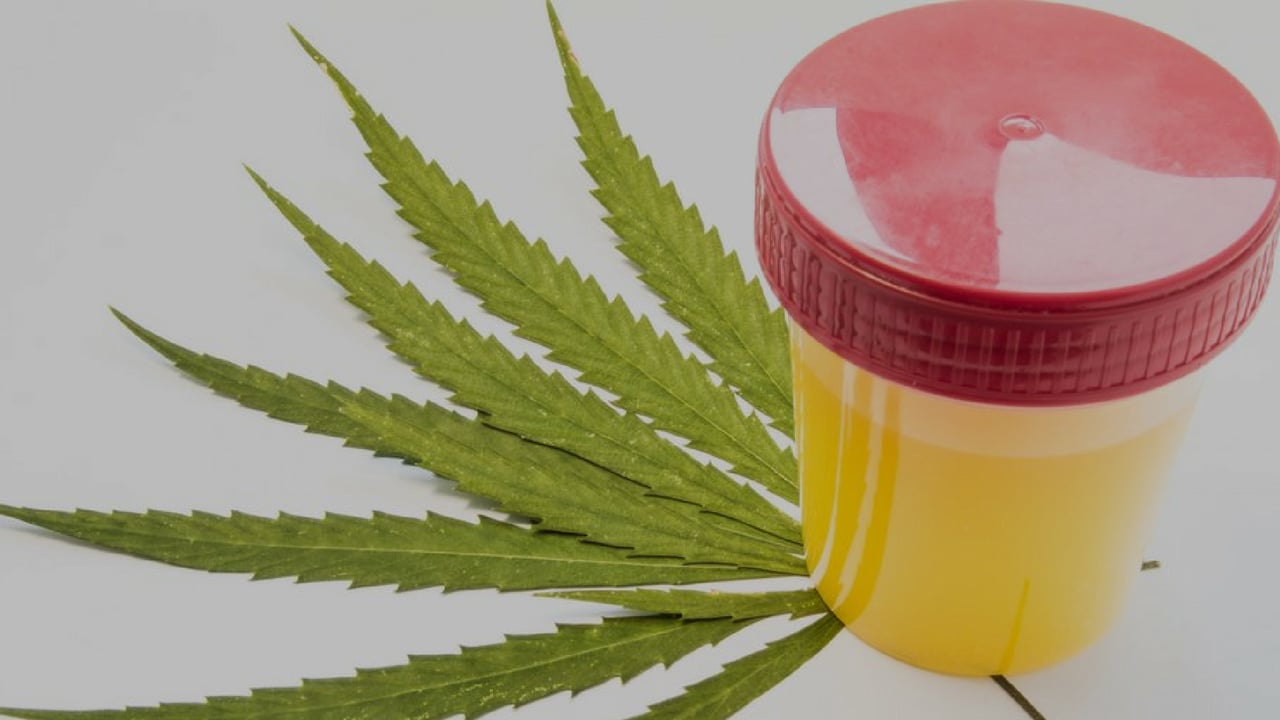 Drug test cup contain urine sample on cannabis leaf