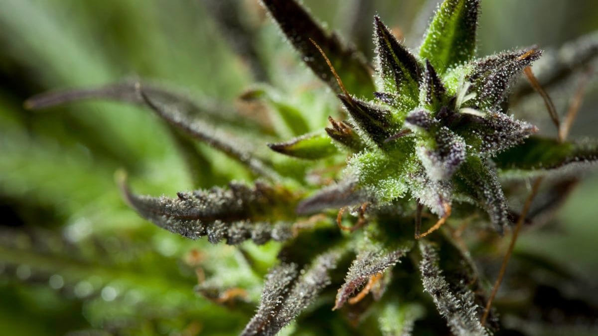 Close up image of an OG strain cannabis plant