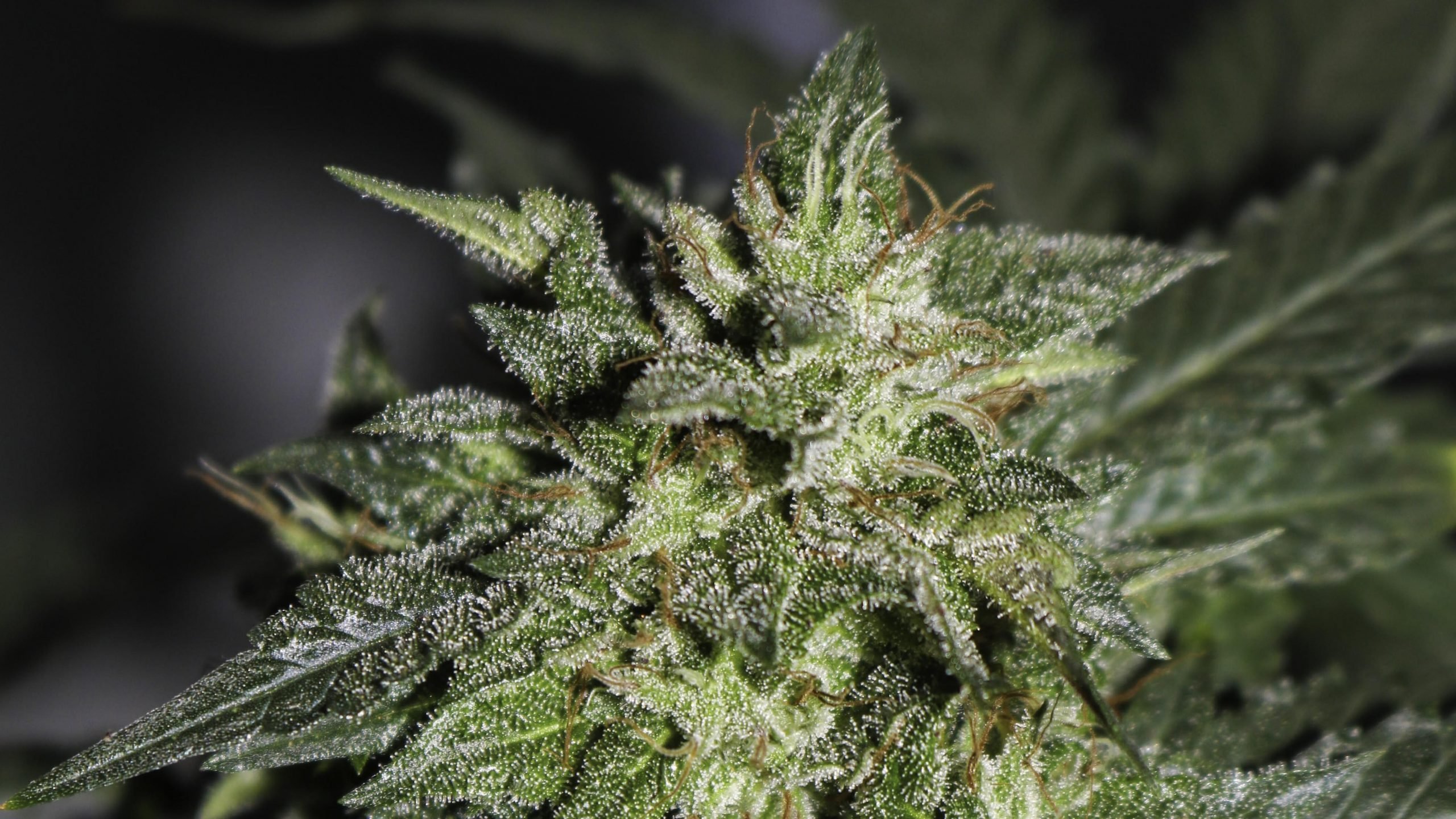 5 Strongest Marijuana Strains In 2021 Which Are The Highest In Thc