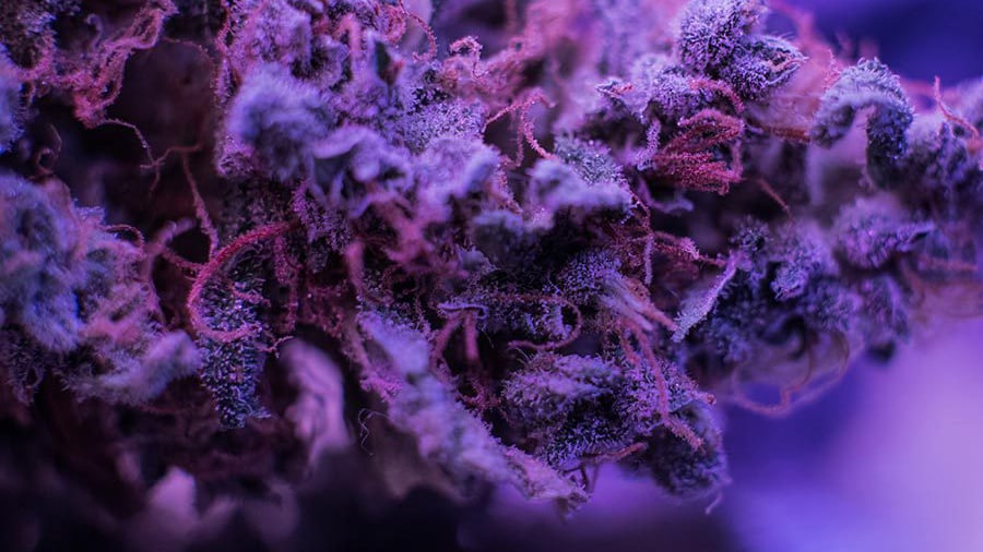 purple haze strain in a purple background