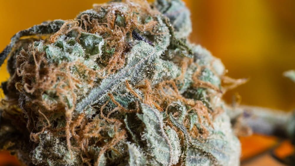 charlottes-web cannabis bud close up image