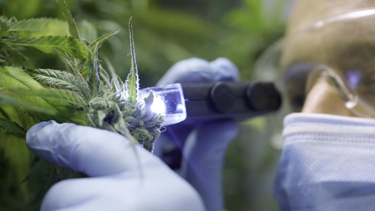 Medical researcher wearing a blue mask taking a sample of hemp cbd bud