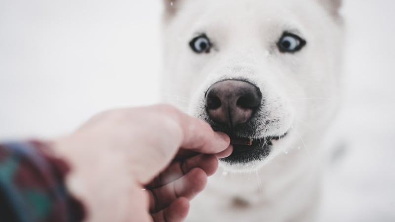 A white dog taking CBD treats from the owner in the snow