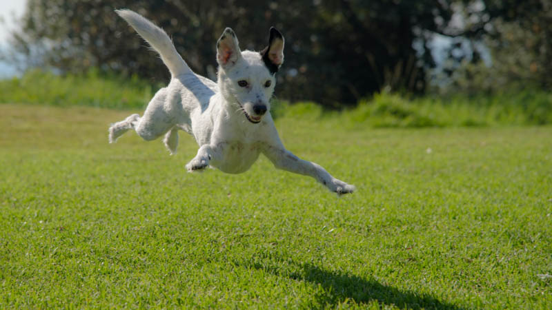 Dog having a good time in the green grass